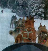 A team of 10 working sled dogs
